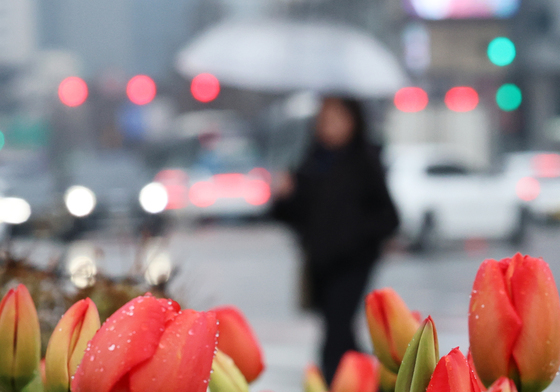 튤립에 맺힌 봄비