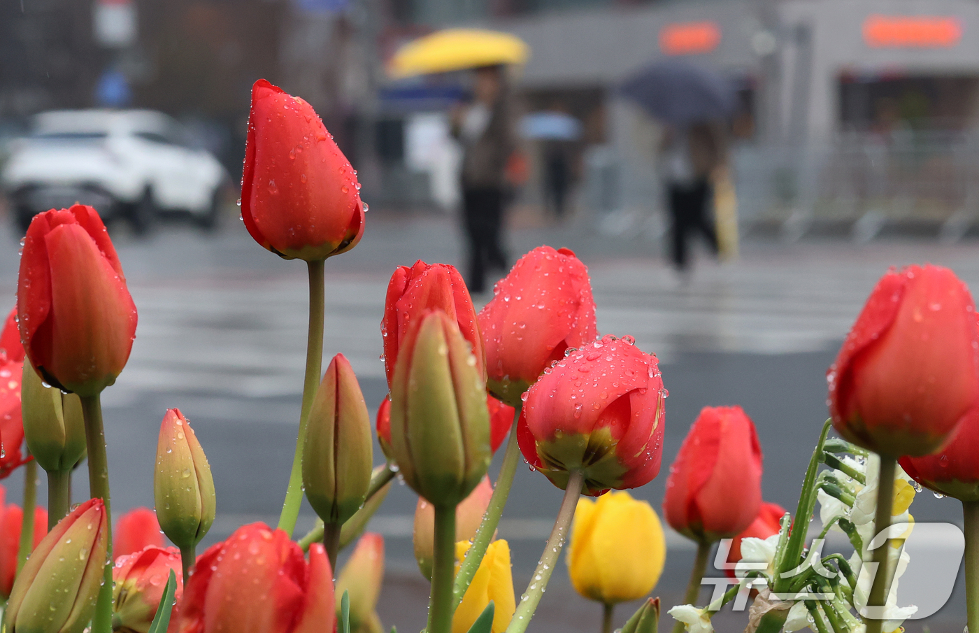 (서울=뉴스1) 오대일 기자 = 절기상 춘분을 앞두고 봄비가 내린 18일 서울 중구 서울광장에 식재된 튤립에 빗방울이 맺혀 있다. 2026.3.18/뉴스1