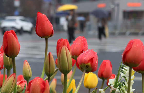 봄비 머금은 튤립