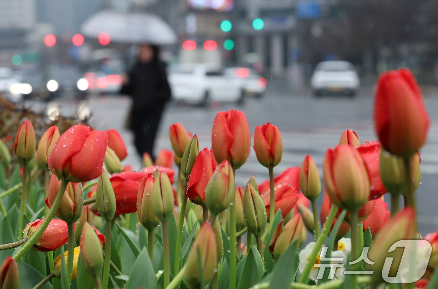 (서울=뉴스1) 오대일 기자 = 절기상 춘분을 앞두고 봄비가 내린 18일 서울 중구 서울광장에 식재된 튤립에 빗방울이 맺혀 있다. 2026.3.18/뉴스1