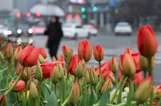 봄비 맺힌 튤립