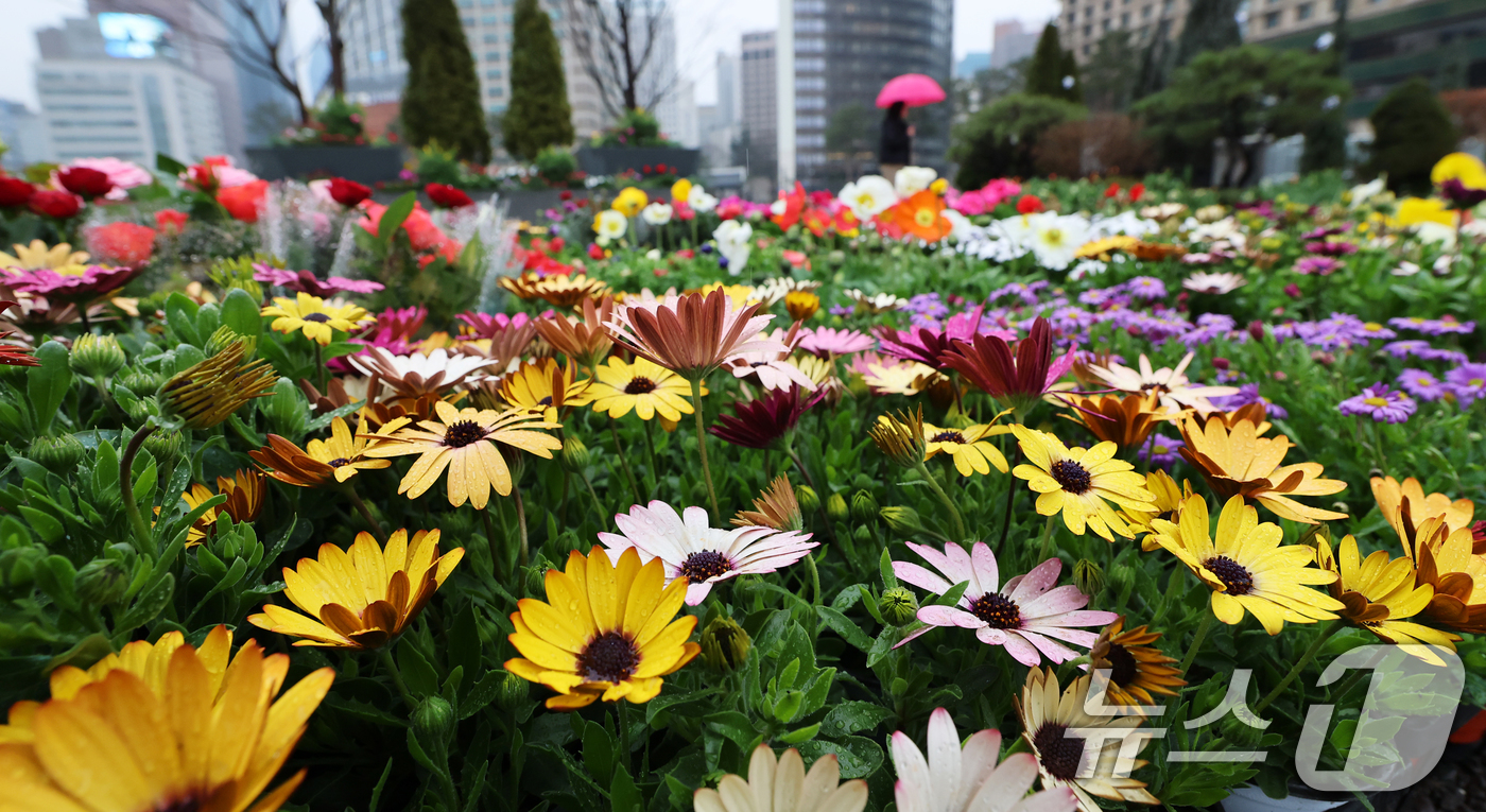 (서울=뉴스1) 오대일 기자 = 절기상 춘분을 앞두고 봄비가 내린 18일 서울 중구 서울광장을 지나는 시민들이 봄맞이 꽃단장을 위해 놓인 형형색색의 봄꽃을 감상하고 있다. 2026 …
