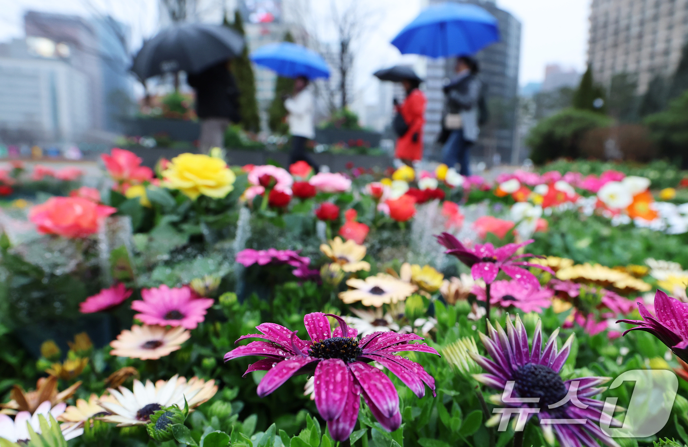 (서울=뉴스1) 오대일 기자 = 절기상 춘분을 앞두고 봄비가 내린 18일 서울 중구 서울광장을 지나는 시민들이 봄맞이 꽃단장을 위해 놓인 형형색색의 봄꽃을 감상하고 있다. 2026 …