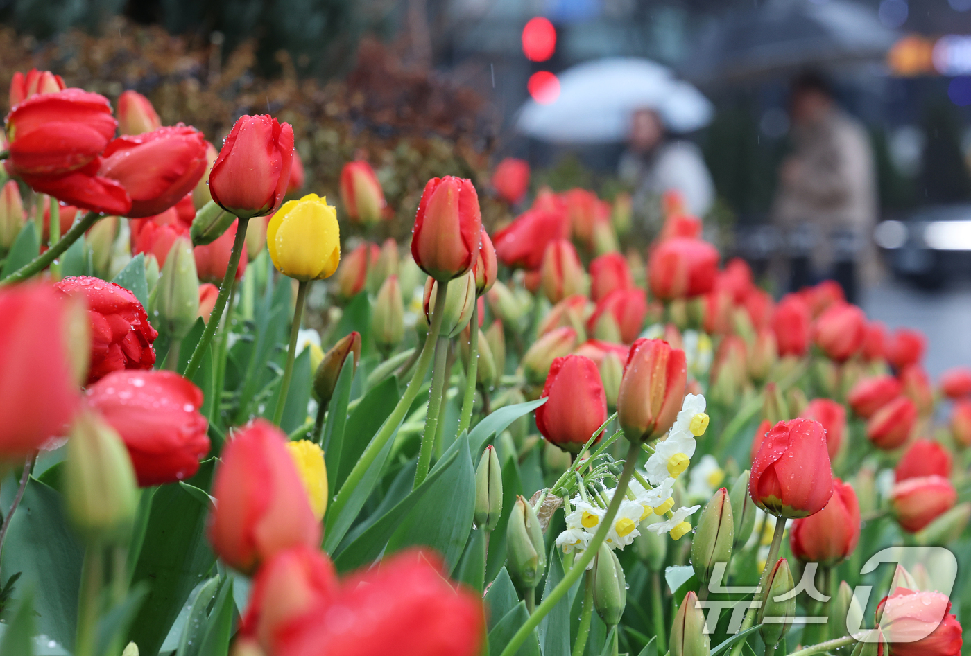(서울=뉴스1) 오대일 기자 = 절기상 춘분을 앞두고 봄비가 내린 18일 서울 중구 서울광장에 식재된 튤립에 빗방울이 맺혀 있다. 2026.3.18/뉴스1