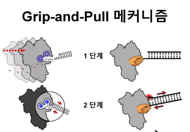 "몸속 효소들, 단순 화학반응 넘어 '생체 분자 기계'처럼 작동"