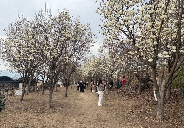 "목련 보러 오세요"…김해 시민의 숲, 이달 셋째 주 '절정'