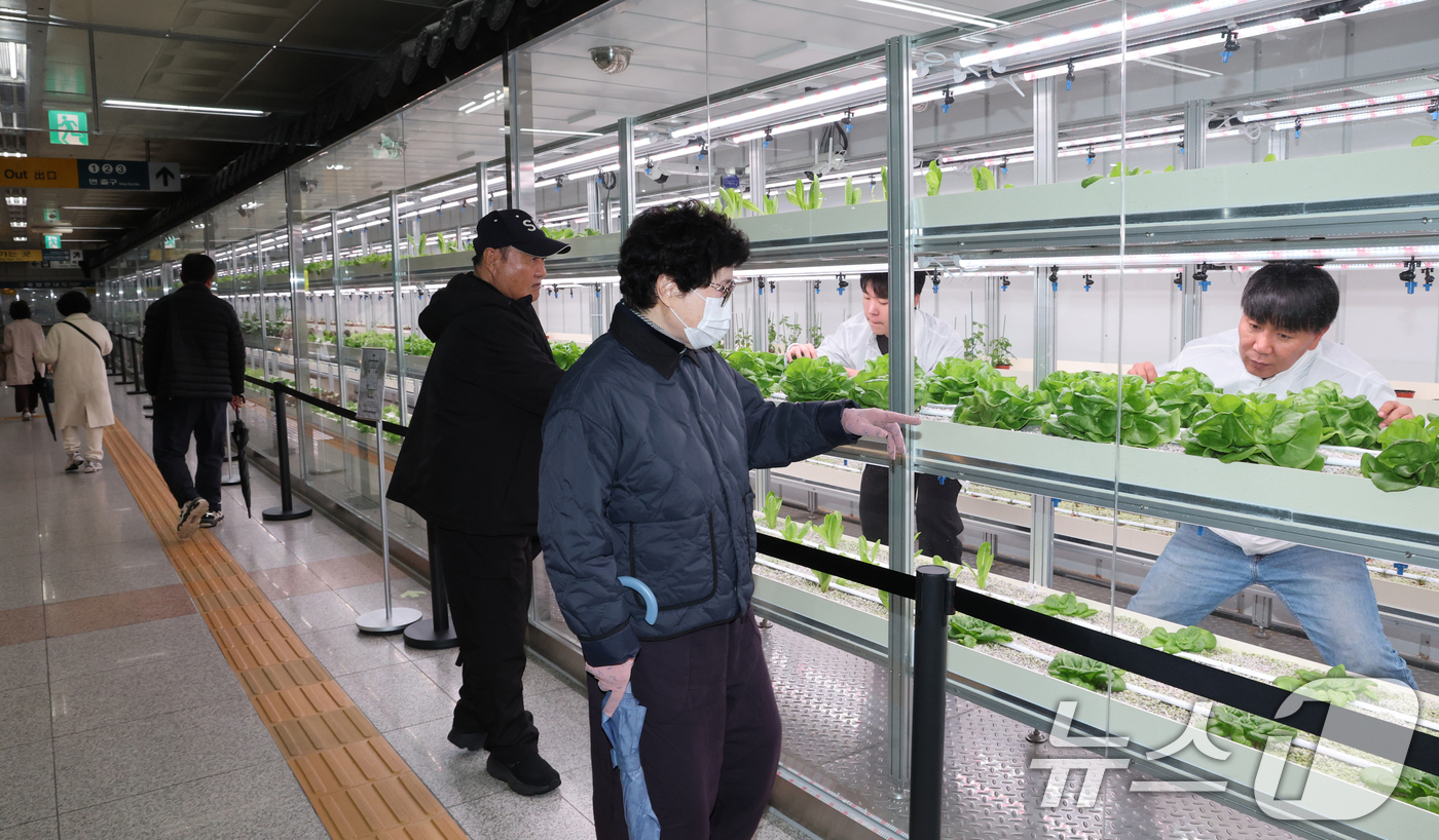 (대전=뉴스1) 김기태 기자 = 18일 대전도시철도 대전역 유휴공간을 활용한 스마트팜 ‘대전팜’에서 관계자가 작물을 살피고 있다.대전시는 도심 내 유휴공간을 활용한 스마트팜 ‘대전 …