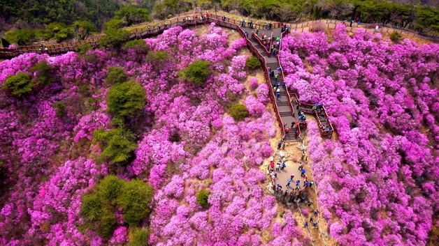 강화군, 진달래 축제 개최하기로…4월 11~19일