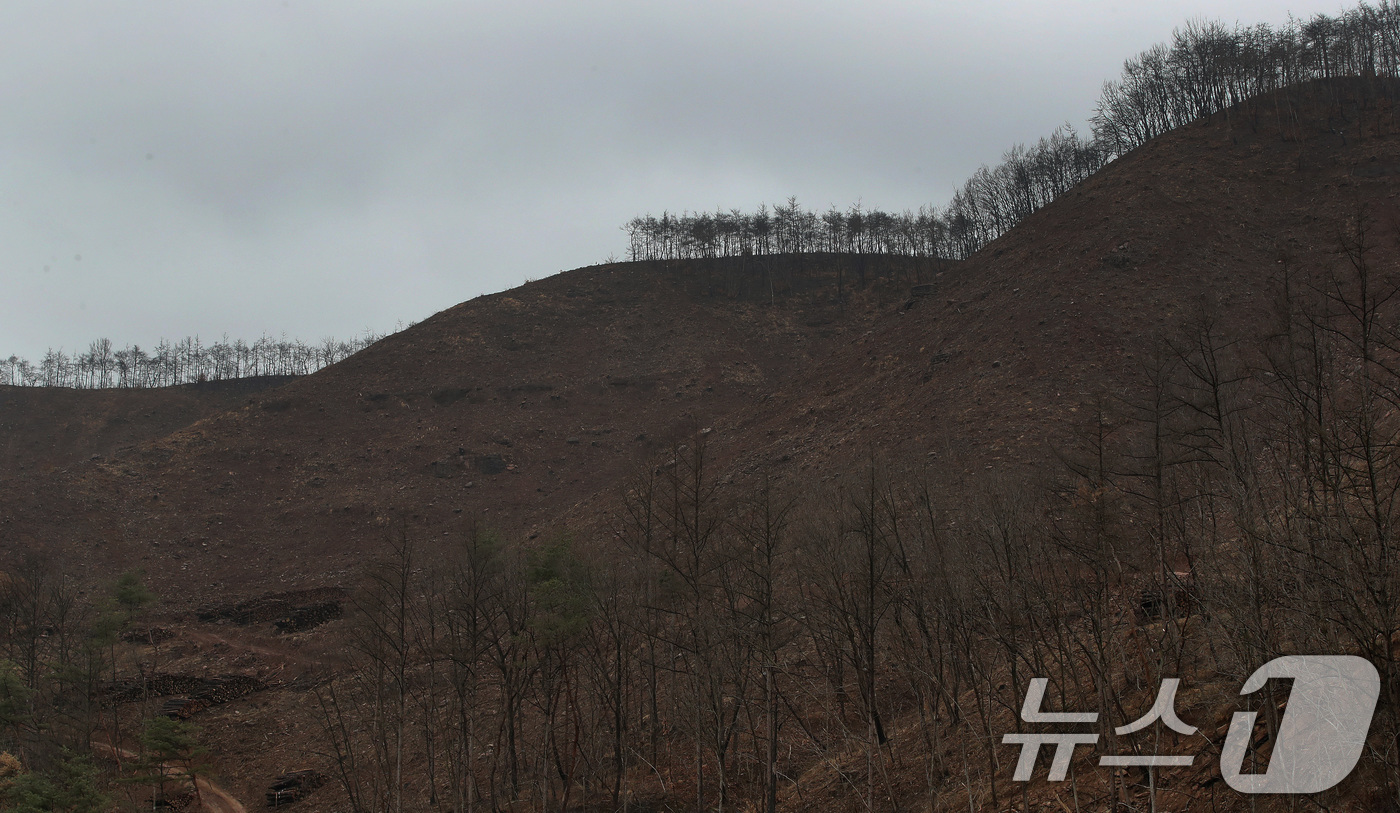 (안동=뉴스1) 공정식 기자 = 18일 경북 안동시 일직면의 한 야산에서 산립조합 벌목작업반이 지난해 산불로 고사한 나무를 제거하고 있다. 2026.3.18/뉴스1