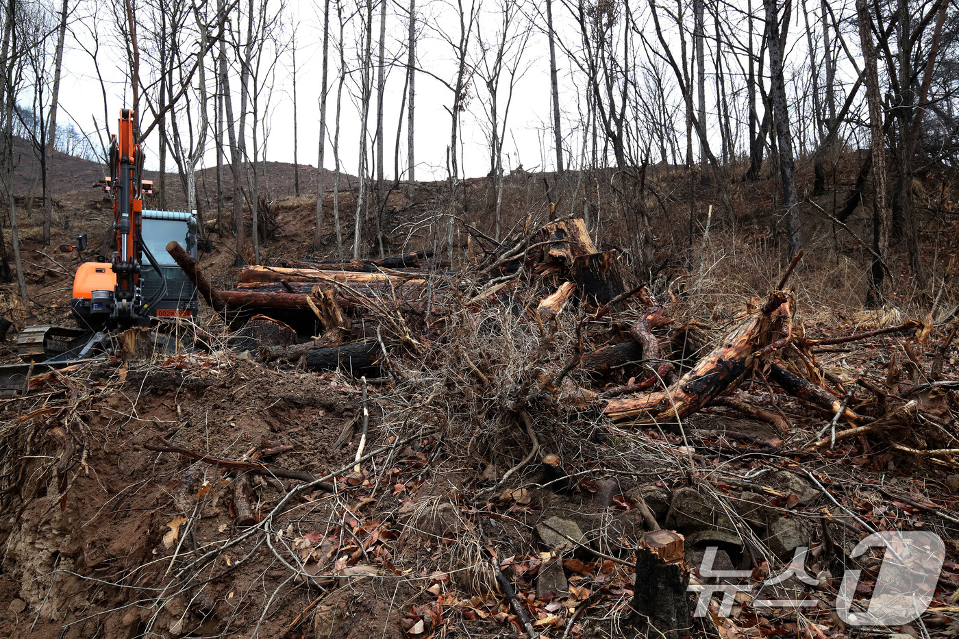 (안동=뉴스1) 공정식 기자 = 18일 경북 안동시 일직면의 한 야산에서 산립조합 벌목작업반이 지난해 산불로 고사한 나무를 제거하고 있다. 2026.3.18/뉴스1