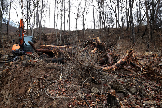 끝 없는 산불 피해 고사목 제거