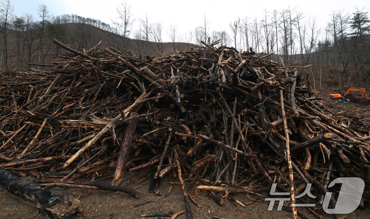 (안동=뉴스1) 공정식 기자 = 18일 경북 안동시 일직면의 한 야산에서 산립조합 벌목작업반이 지난해 산불로 고사한 나무를 제거하고 있다. 2026.3.18/뉴스1
