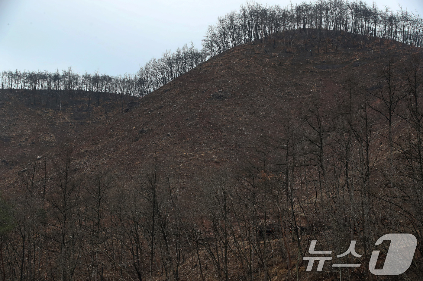 (안동=뉴스1) 공정식 기자 = 18일 경북 안동시 일직면의 한 야산에서 산립조합 벌목작업반이 지난해 산불로 고사한 나무를 제거하고 있다. 2026.3.18/뉴스1