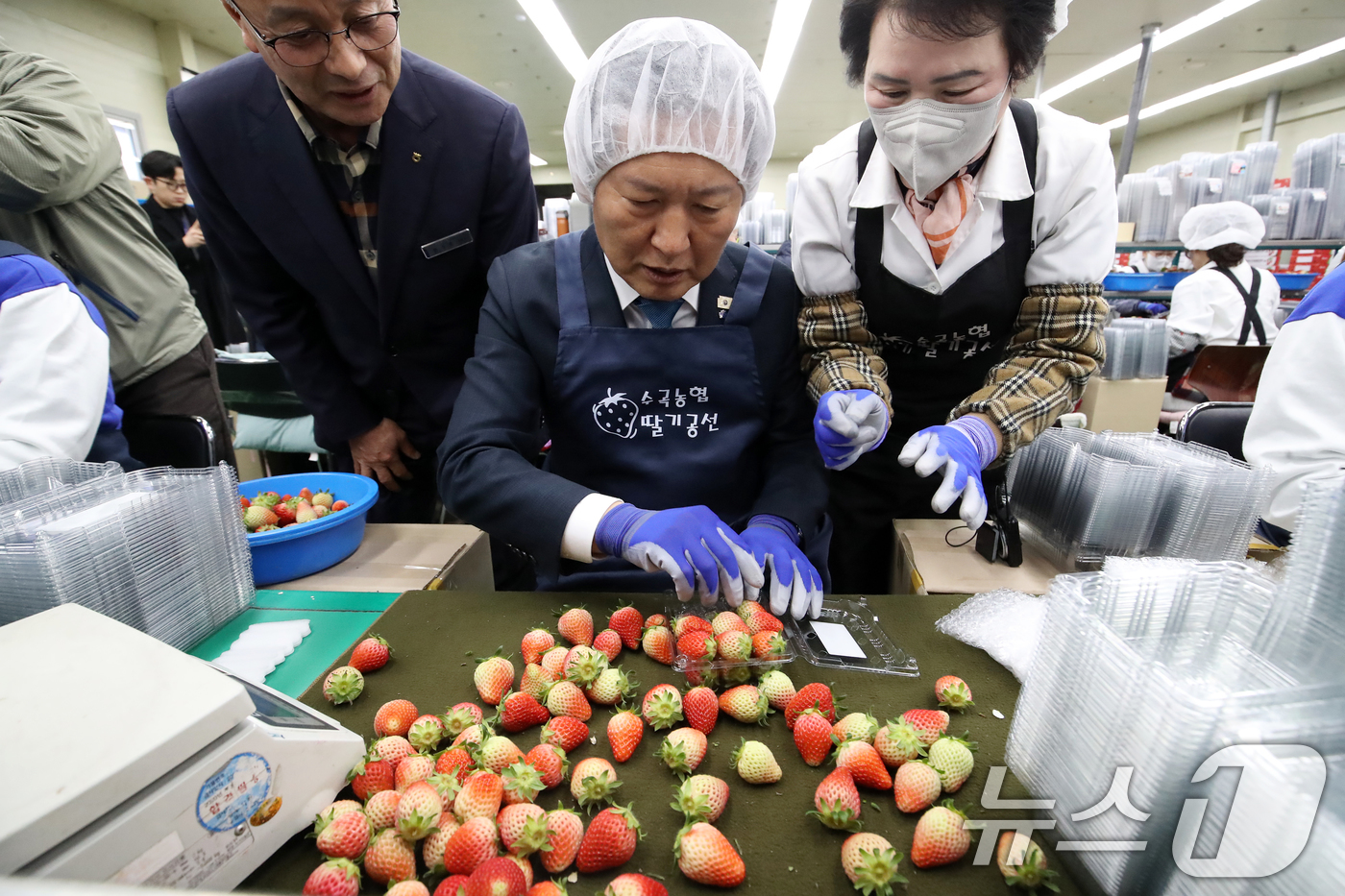 (진주=뉴스1) 윤일지 기자 = 정청래 더불어민주당 대표가 18일 오후 경남 진주 수곡면농산물유통센터를 딸기 선별장을 찾아 딸기 선별 체험을 하고 있다.  2026.3.18/뉴스1 …