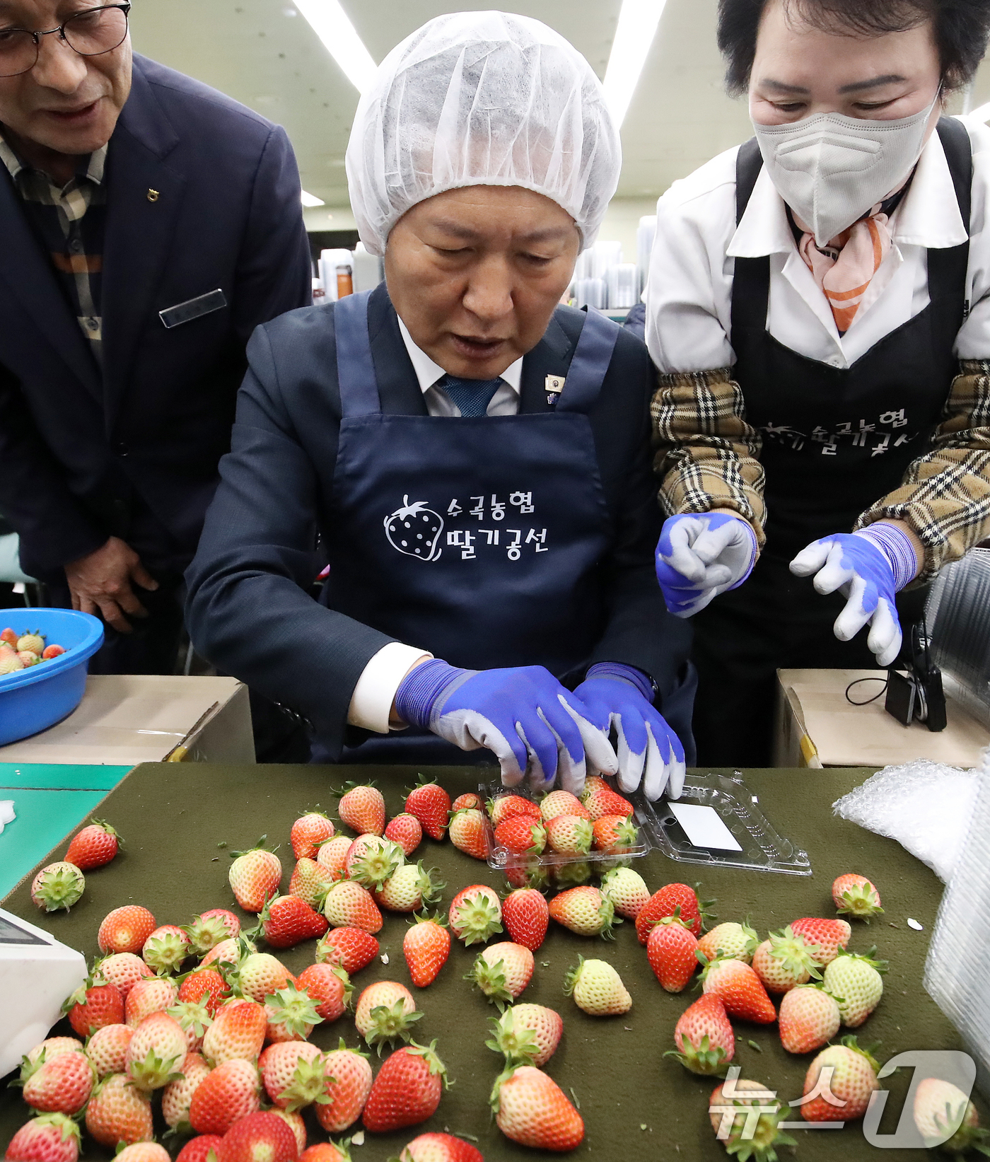 (진주=뉴스1) 윤일지 기자 = 정청래 더불어민주당 대표가 18일 오후 경남 진주 수곡면농산물유통센터를 딸기 선별장을 찾아 딸기 선별 체험을 하고 있다.  2026.3.18/뉴스1 …