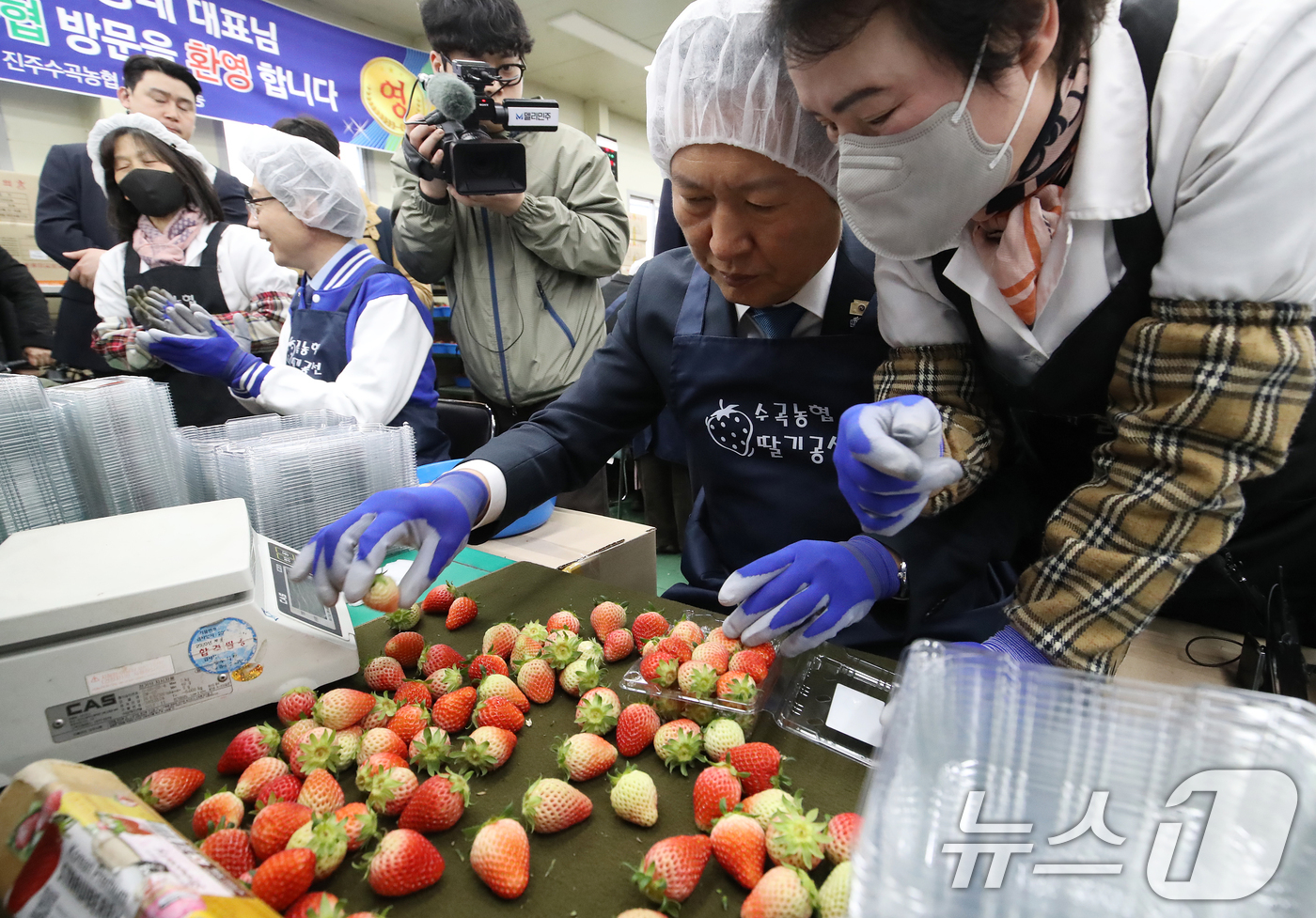 (진주=뉴스1) 윤일지 기자 = 정청래 더불어민주당 대표가 18일 오후 경남 진주 수곡면농산물유통센터를 딸기 선별장을 찾아 딸기 선별 체험을 하고 있다.  2026.3.18/뉴스1 …