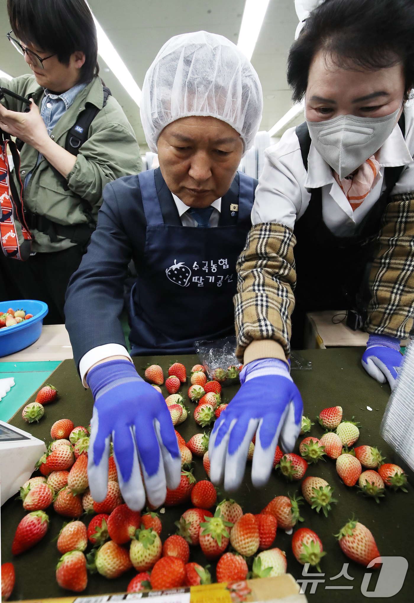 (진주=뉴스1) 윤일지 기자 = 정청래 더불어민주당 대표가 18일 오후 경남 진주 수곡면농산물유통센터를 딸기 선별장을 찾아 딸기 선별 체험을 하고 있다.  2026.3.18/뉴스1 …