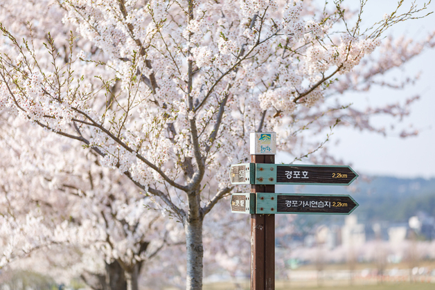 "벚꽃부터 장미까지"…강원 동해안 봄꽃 축제 준비 '분주'