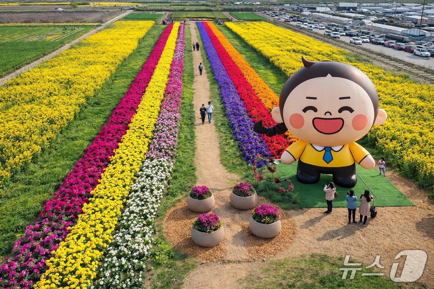 본문 이미지 - 삼척맹방유채꽃축제장.(삼척시 제공,재판매 및 DB 금지)