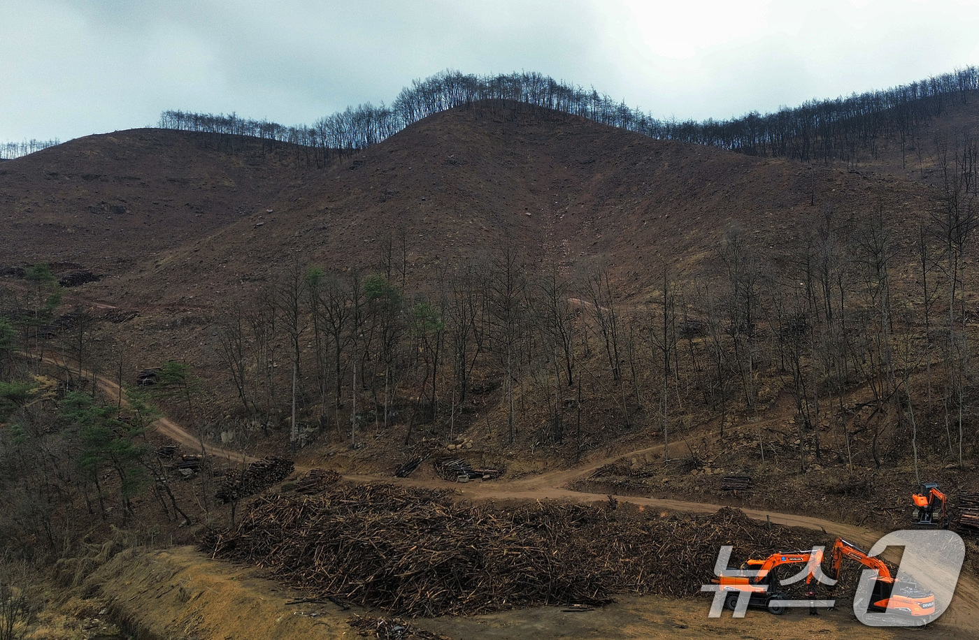 (안동=뉴스1) 공정식 기자 = 18일 경북 안동시 일직면의 한 야산에서 산림조합 벌목작업반이 지난해 산불로 불타 죽은 나무를 제거하고 있다. 2026.3.18/뉴스1
