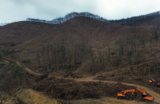 불타 죽은 나무 제거