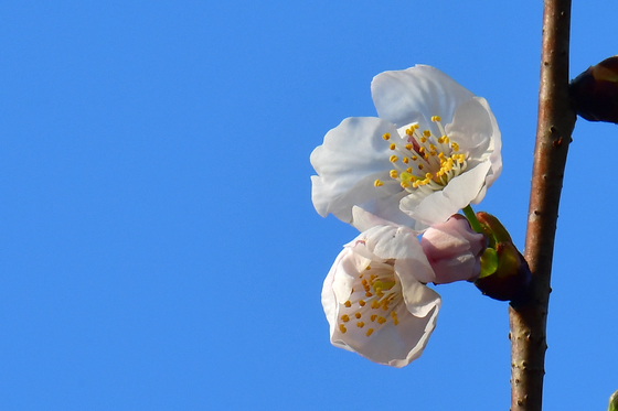 [화보]포항 철길숲에 벚꽃 개화…작년보다 1주일가량 빨라