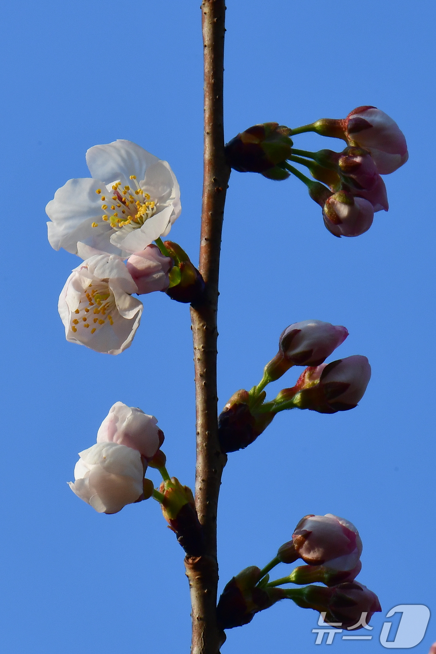 (포항=뉴스1) 최창호 기자 = 19일 오전 경북 포항시 남구 대잠동 철길 숲에 있는 벚꽃나무들이 꽃망울 터뜨리고 있다. 2026.3.19/뉴스1