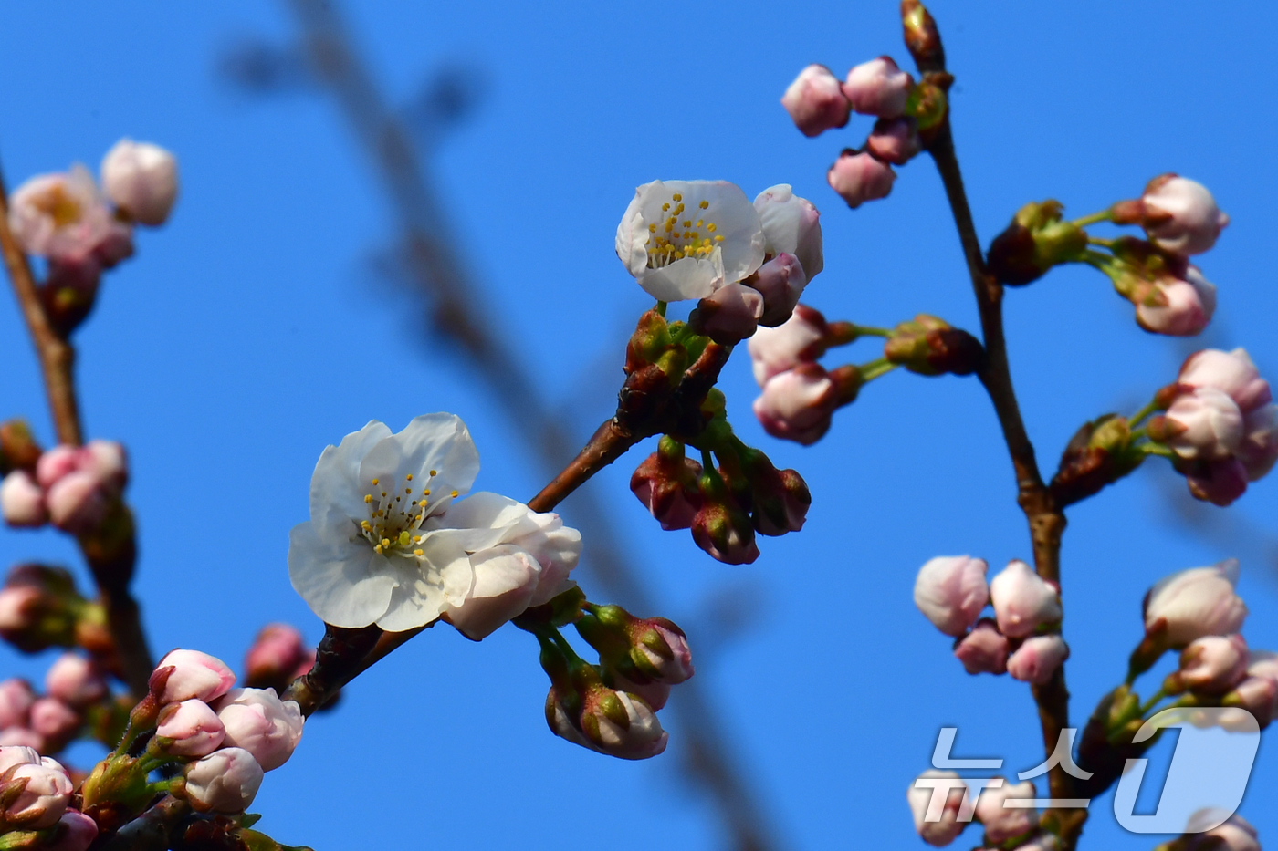 (포항=뉴스1) 최창호 기자 = 19일 오전 경북 포항시 남구 대잠동 철길 숲에 있는 벚꽃나무들이 꽃망울 터뜨리고 있다. 2026.3.19/뉴스1