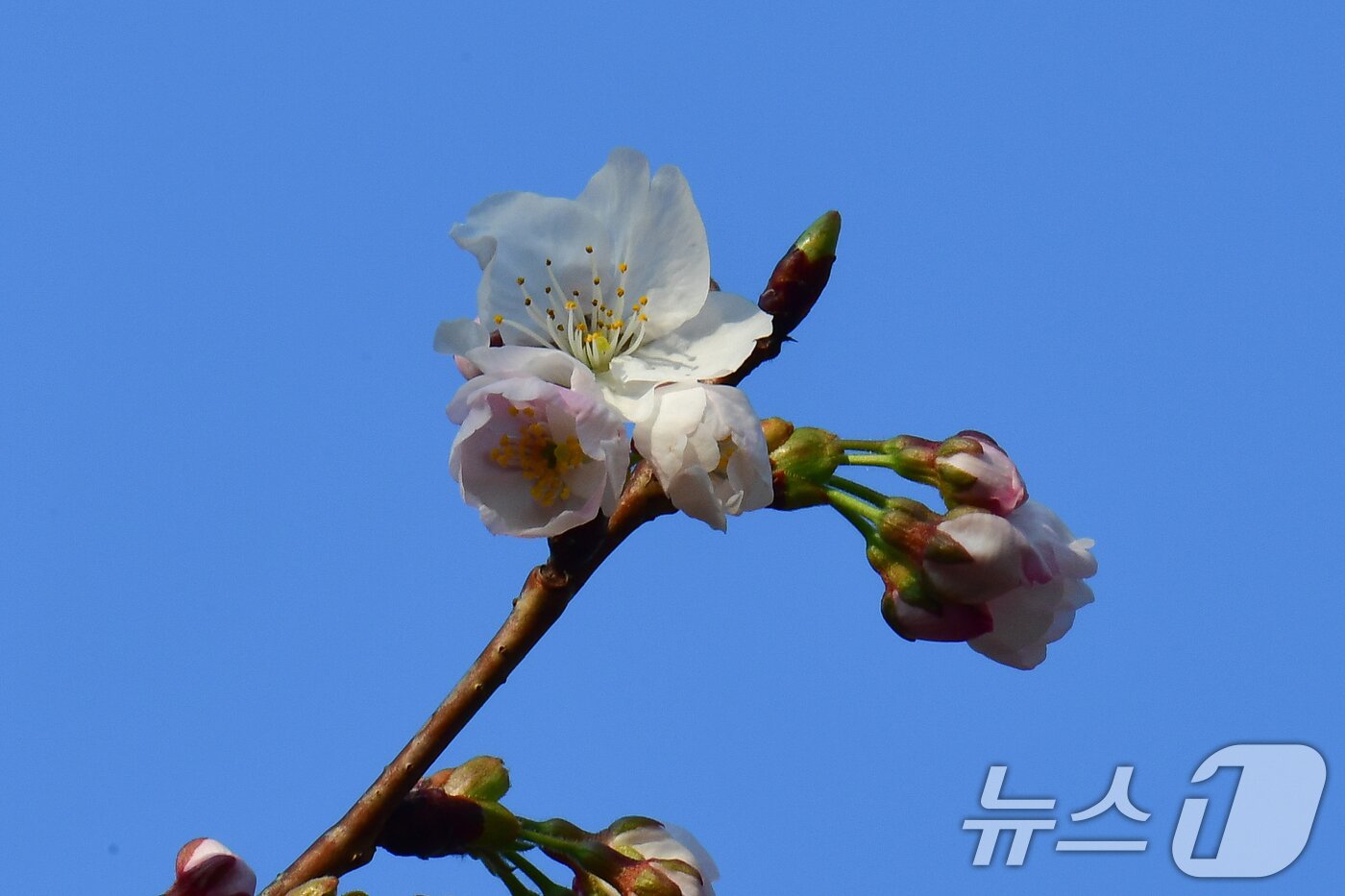 본문 이미지 - 19일 오전 경북 포항시 남구 대잠동 철길숲에서 벚나무가 푸른 봄하늘을 배경으로 꽃망울을 터트렸다. 2026.3.19 ⓒ 뉴스1 최창호 기자