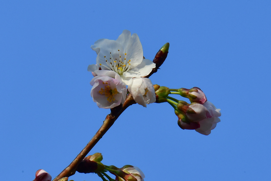 꽃망울 터뜨린 벚꽃