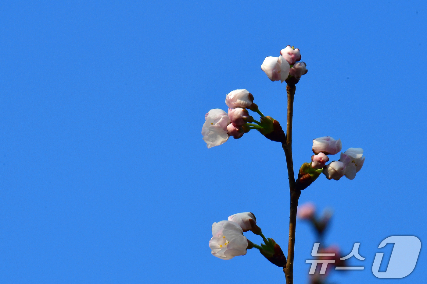 (포항=뉴스1) 최창호 기자 = 19일 오전 경북 포항시 남구 대잠동 철길 숲에 있는 벚꽃나무들이 꽃망울 터뜨리고 있다. 2026.3.19/뉴스1