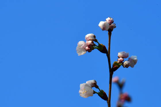 푸른 봄 하늘과 만난 벚꽃
