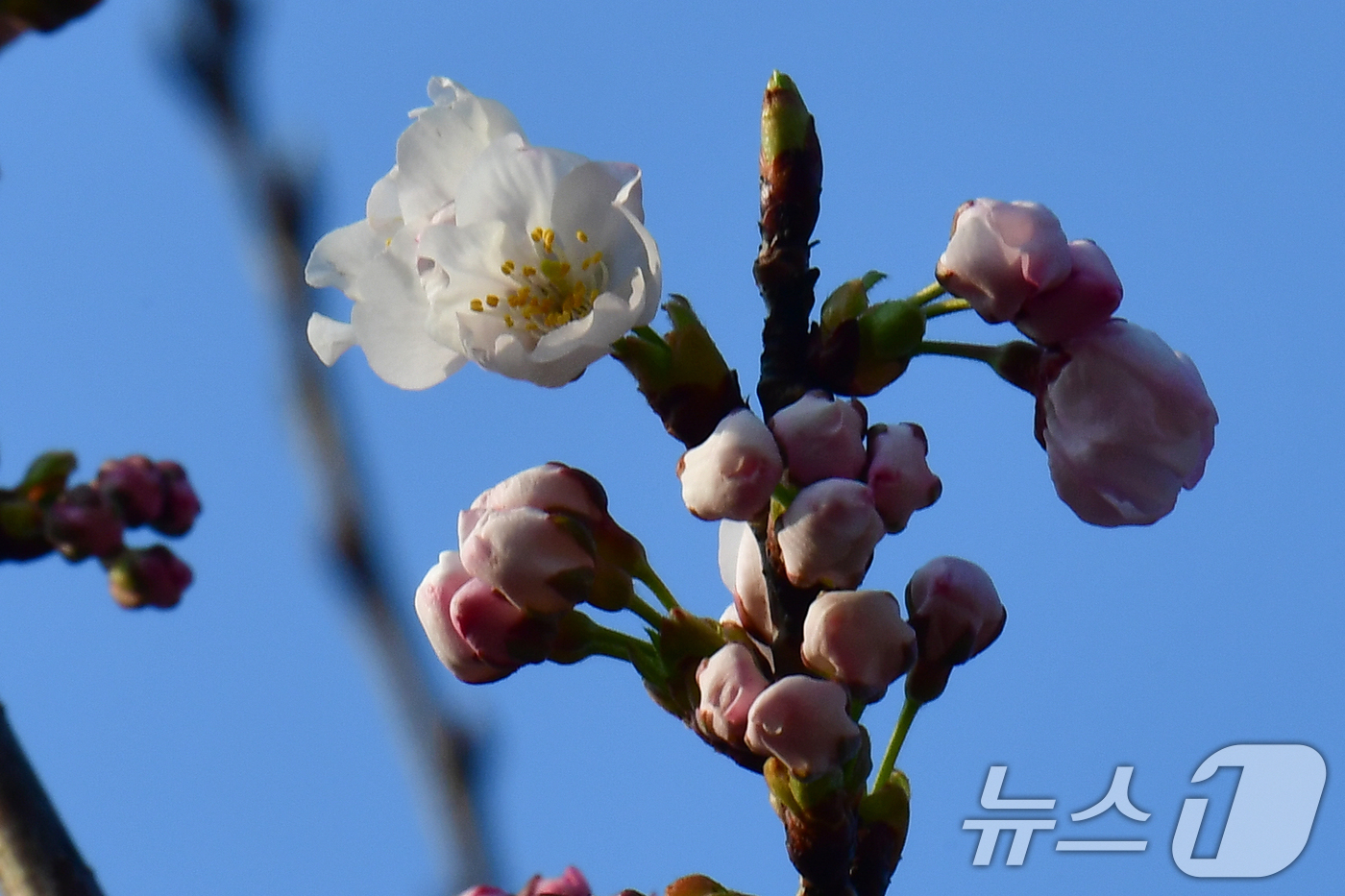 (포항=뉴스1) 최창호 기자 = 19일 오전 경북 포항시 남구 대잠동 철길 숲에 있는 벚꽃나무들이 꽃망울을 터뜨리고 있다.  2026.3.19/뉴스1