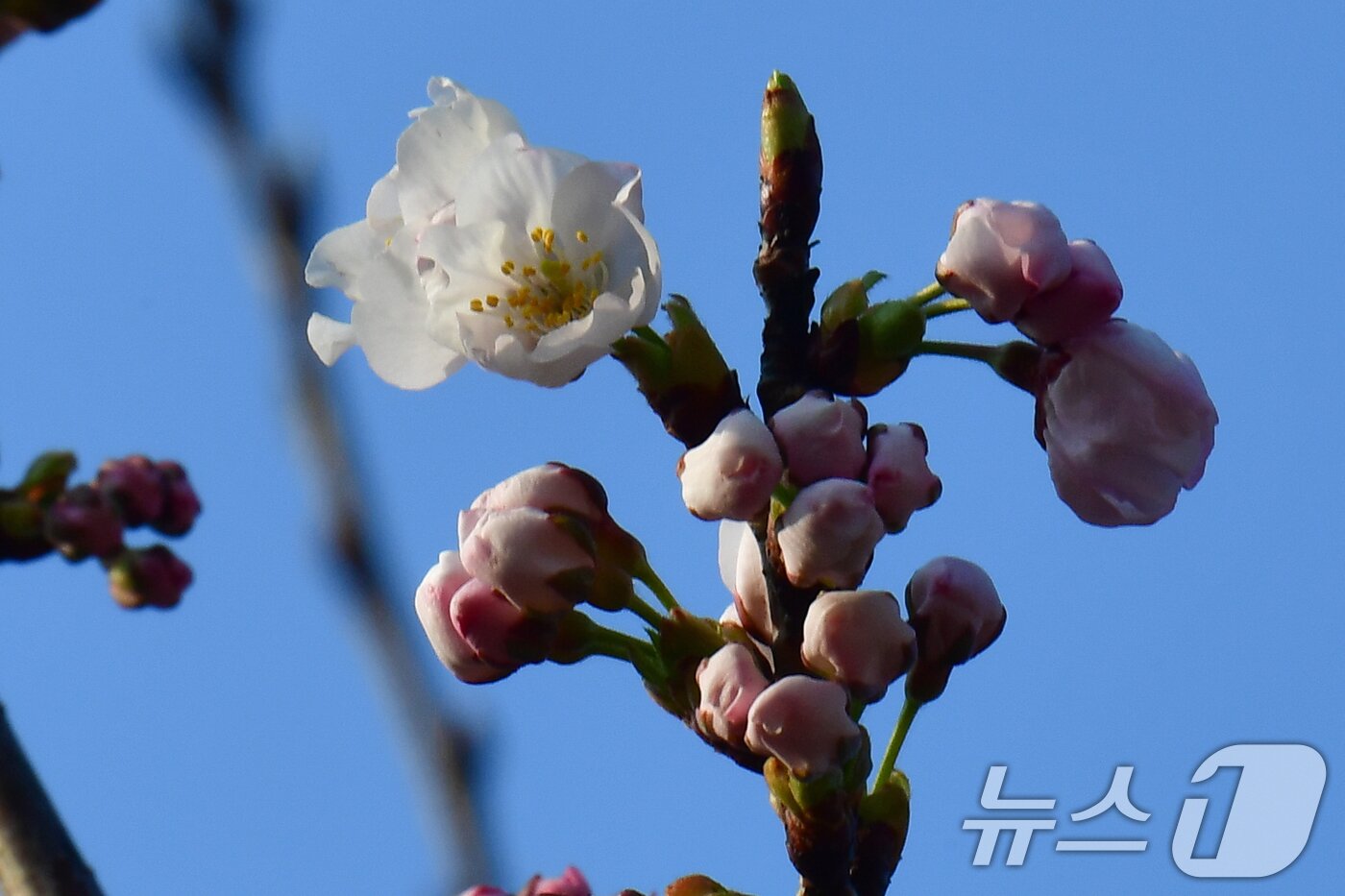 본문 이미지 - 19일 오전 경북 포항시 남구 대잠동 철길숲에서 벚나무가 하나둘씩 꽃망울을 터트리기 시작했다.2026.3.19 ⓒ 뉴스1 최창호 기자