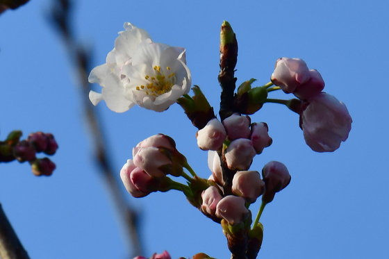 봄 반기는 벚꽃