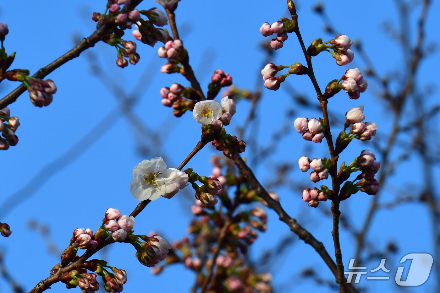 본문 이미지 - 19일 오전 경북 포항시 남구 대잠동 철길숲에서 벚나무가 하나둘씩 꽃망울을 터트리기 시작했다.2026.3.19 ⓒ 뉴스1 최창호 기자 