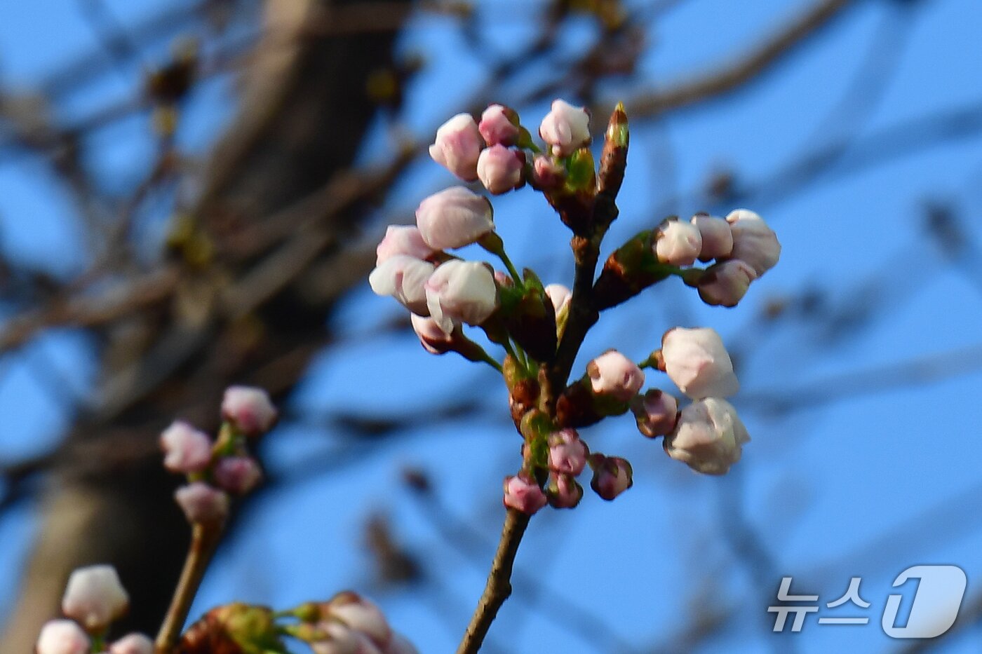 본문 이미지 - 19일 오전 경북 포항시 남구 대잠동 철길숲 벚나무에서 벚꽃이 수줍게 꽃망울을 내밀었다.2026.3.19 ⓒ 뉴스1 최창호 기자 