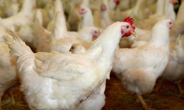 "닭고기 부족 막는다"…하림, 수급 비상에 전사적 공급 확대