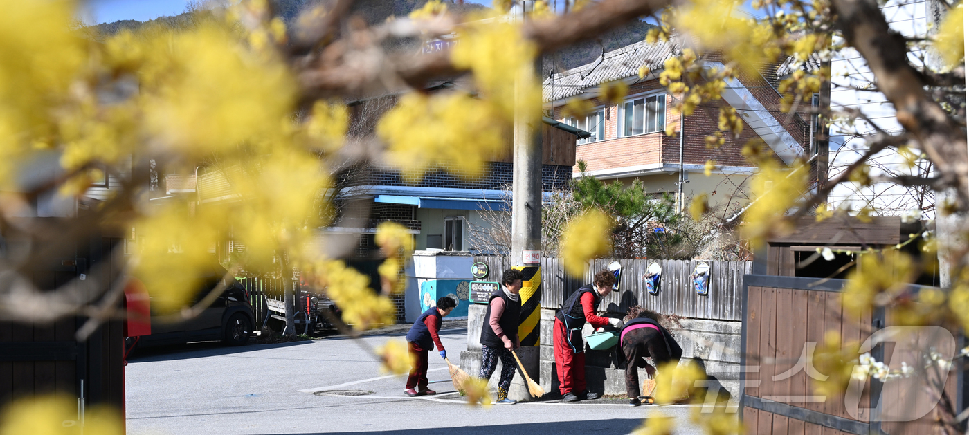(서울=뉴스1) = 절기상 춘분을 하루 앞둔 19일 경남 거창군 거창읍 갈지마을에 노란 산수유 꽃이 활짝 핀 가운데 마을 주민들이 봄맞이 대청소를 하고 있다. (거창군 제공. 재판 …
