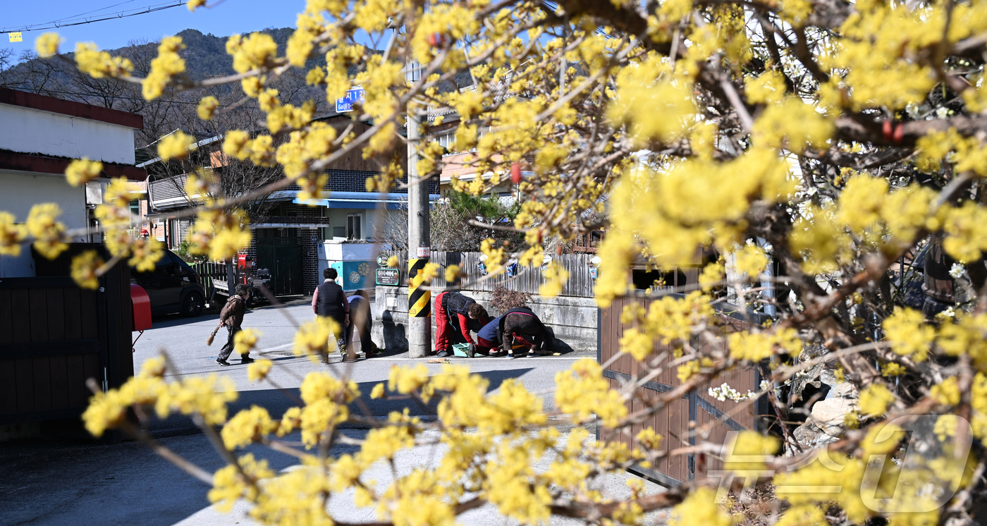 (서울=뉴스1) = 절기상 춘분을 하루 앞둔 19일 경남 거창군 거창읍 갈지마을에 노란 산수유 꽃이 활짝 핀 가운데 마을 주민들이 봄맞이 대청소를 하고 있다. (거창군 제공. 재판 …
