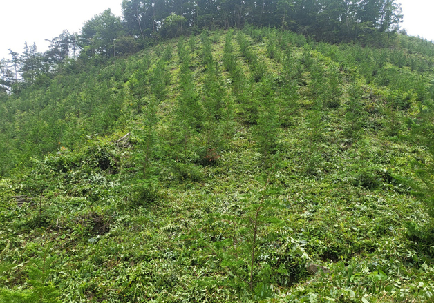 화순군, 14억원 투입 45만 그루 '봄철 조림사업' 추진