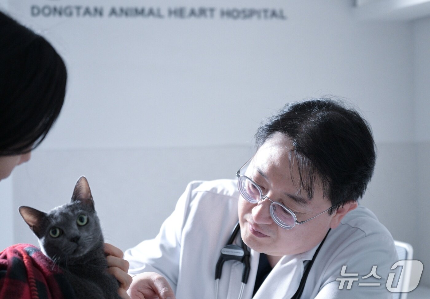 본문 이미지 - 한동현 원장이 반려묘를 진료하고 있다(동탄동물심장병원 제공). ⓒ 뉴스1