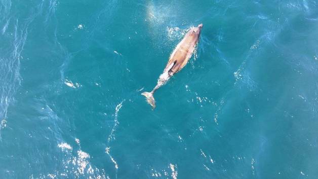 "제주 해상서 폐그물 걸려 고통받던 남방큰돌고래 자력 탈출"