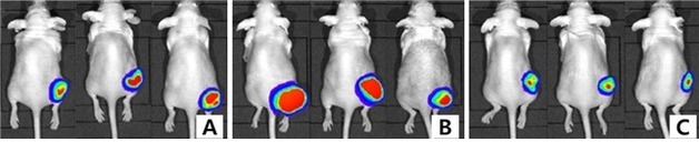 HER2 양성위암, 표적치료제 함께 쓰자 종양 크기 81% 감소
