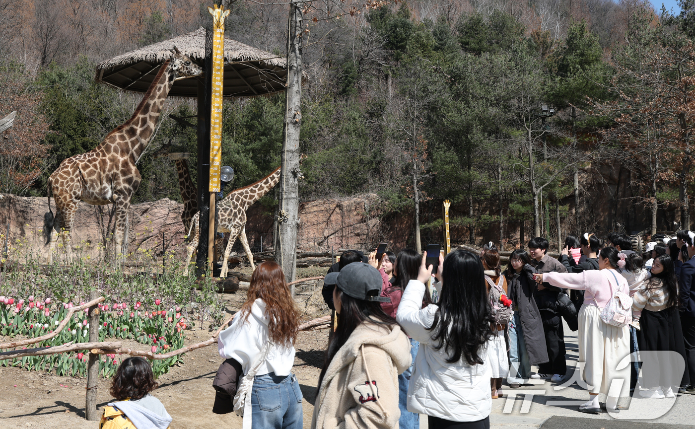 (용인=뉴스1) 김영운 기자 = 절기상 춘분을 하루 앞둔 19일 경기 용인시 처인구 에버랜드 '로스트밸리 워킹 사파리'에서 시민들이 기린을 관람하고 있다.생태형 사파리 ‘로스트밸리 …