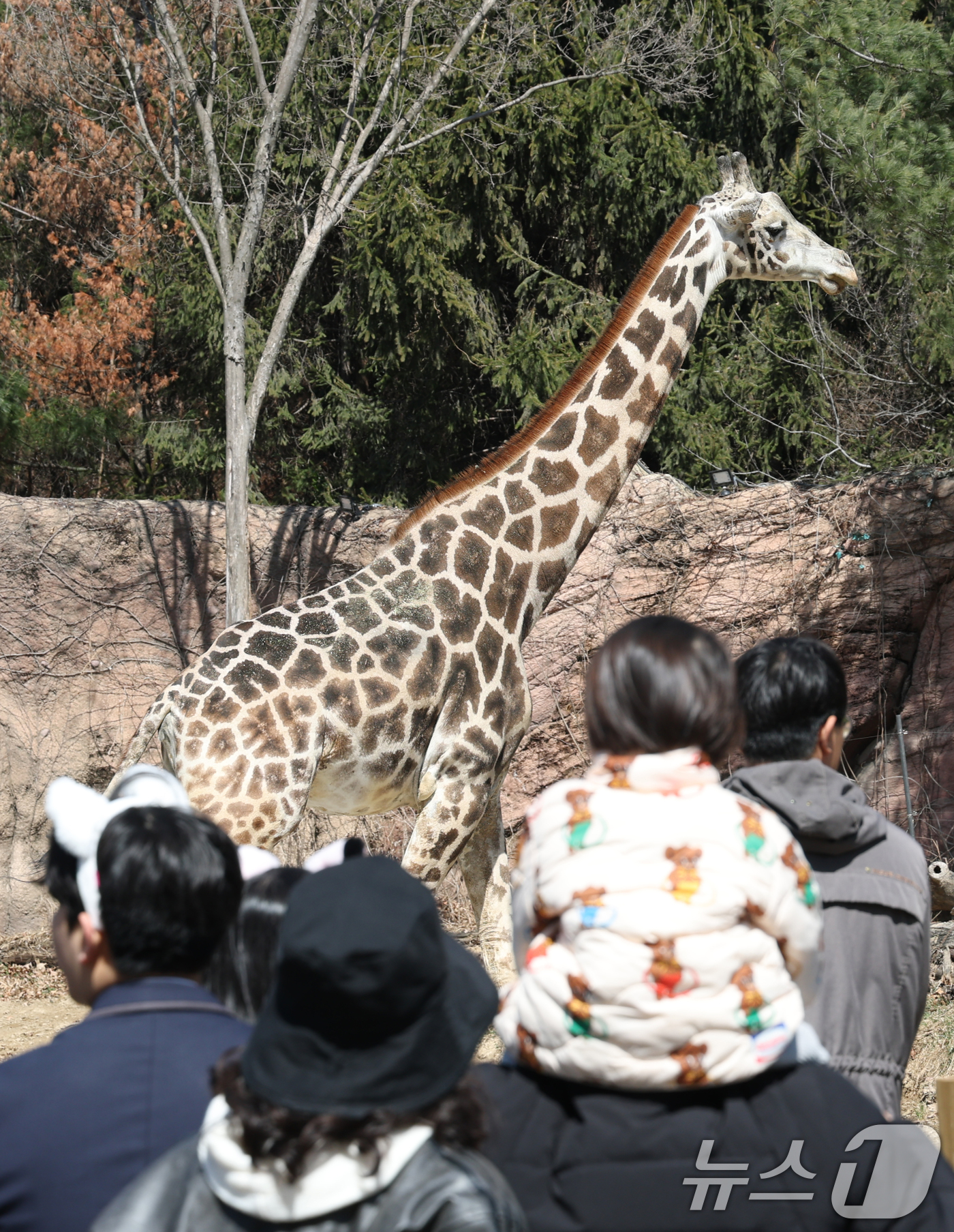(용인=뉴스1) 김영운 기자 = 절기상 춘분을 하루 앞둔 19일 경기 용인시 처인구 에버랜드 '로스트밸리 워킹 사파리'에서 시민들이 기린을 관람하고 있다.생태형 사파리 ‘로스트밸리 …