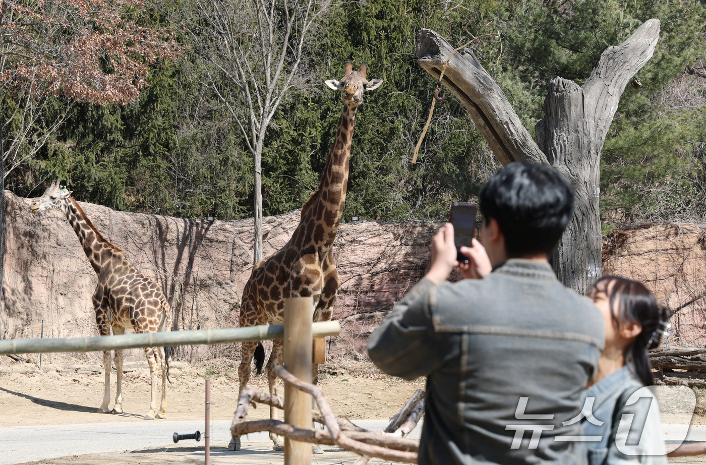 (용인=뉴스1) 김영운 기자 = 절기상 춘분을 하루 앞둔 19일 경기 용인시 처인구 에버랜드 '로스트밸리 워킹 사파리'에서 시민들이 기린을 관람하고 있다.생태형 사파리 ‘로스트밸리 …