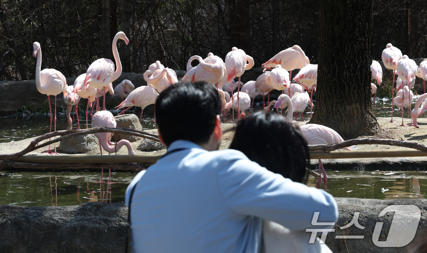 (용인=뉴스1) 김영운 기자 = 절기상 춘분을 하루 앞둔 19일 경기 용인시 처인구 에버랜드 '로스트밸리 워킹 사파리'에서 시민들이 홍학을 관람하고 있다.생태형 사파리 ‘로스트밸리 …