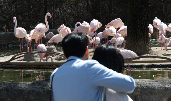 홍학 관람하는 시민들