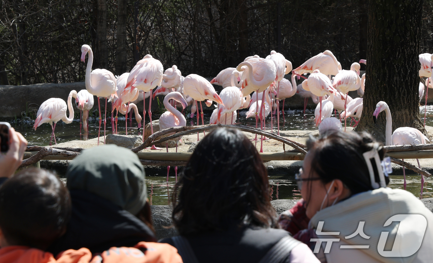 (용인=뉴스1) 김영운 기자 = 절기상 춘분을 하루 앞둔 19일 경기 용인시 처인구 에버랜드 '로스트밸리 워킹 사파리'에서 시민들이 홍학을 관람하고 있다.생태형 사파리 ‘로스트밸리 …